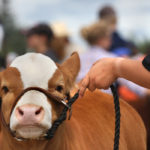 The change means 4-H in Alberta will be managed by one organization with one common chief executive officer, as well as with a board of directors and a board of trustees. The new name will be 4-H Alberta. | File photo