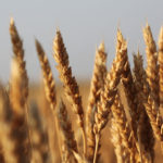 Average Canada Western Red Spring (13.5 percent) wheat prices were up by C$1.50 to C$5.50 per tonne, according to price quotes from a cross-section of delivery points compiled by PDQ (Price and Data Quotes). Average prices ranged from about C$220 per tonne in northeastern Saskatchewan to as high as C$238.50 per tonne in southern Alberta. | File photo