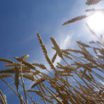 As with corn, the USDA didn't change its outlook for U.S. wheat. Production was kept at 52.26 million tonnes, with exports remaining at 27.22 million and ending stocks staying at 25.58 million tonnes. | File photo
