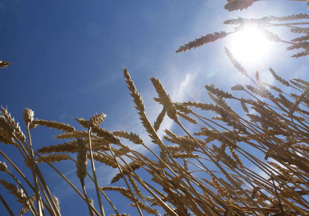 As with corn, the USDA didn't change its outlook for U.S. wheat. Production was kept at 52.26 million tonnes, with exports remaining at 27.22 million and ending stocks staying at 25.58 million tonnes. | File photo