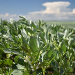 Solid prices should keep Manitoba farmers growing edible beans in 2020, although soybean area will likely drop, according to a provincial specialist. | File photo