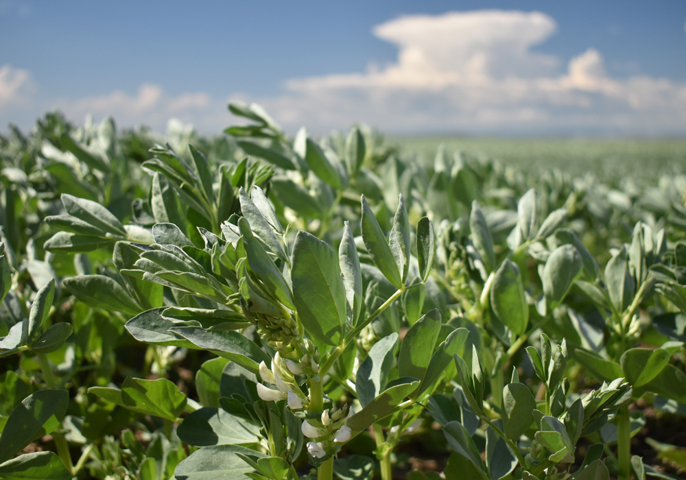 Solid prices should keep Manitoba farmers growing edible beans in 2020, although soybean area will likely drop, according to a provincial specialist. | File photo