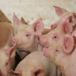 Containing the virus is important for U.S. farmers and meat processors like Tyson Foods Inc and WH Group Ltd's Smithfield Foods Inc because an outbreak would shut the $7 billion export market for American pork. | File photo