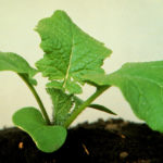 Peak nitrogen uptake is from the five-leaf stage through flowering in canola and from before jointing to heading in cereals.
