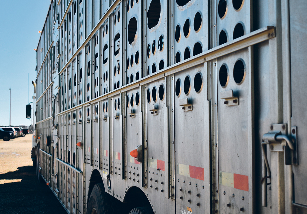 The updated code involves common elements such as the need for transport truck driver training and protection against excess cold and heat while in transport.  |  File photo