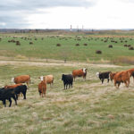 Research is underway into new grazing techniques for cattle | File photo