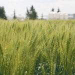 Cereals are one of the types of crops on which Miravis fungicides will work. | File photo