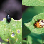LEFT - University of Manitoba researcher Steve Whyard is using GreenLight double-stranded RNA to make flea beetles lose their appetite for canola leaves. With their source of sustenance gone, the beetles die. Beneficial insects are not affected by the foliar spray. | Steve Whyard/University of Manitoba photo RIGHT - The Colorado potato beetle ingests the GreenLight RNA interference molecule and loses all appetite for potato plant leaves. The beetle eats only potato leaves, and without that source of nutrition, the beetle population in that potato field dies. | Canola Council of Canada photo