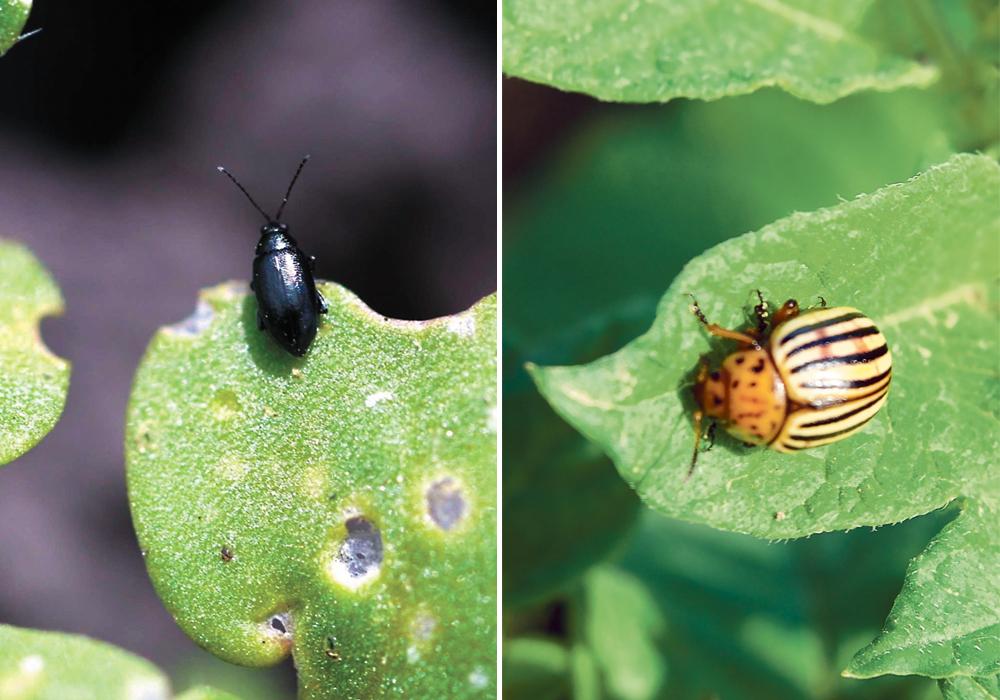 LEFT - University of Manitoba researcher Steve Whyard is using GreenLight double-stranded RNA to make flea beetles lose their appetite for canola leaves. With their source of sustenance gone, the beetles die.  Beneficial insects are not affected by the foliar spray. | Steve Whyard/University of Manitoba photo RIGHT - The Colorado potato beetle ingests the GreenLight RNA interference molecule and loses all appetite for potato plant leaves.  The beetle eats only potato leaves, and without that source of nutrition, the beetle population in that potato field dies.  |  Canola Council of Canada photo