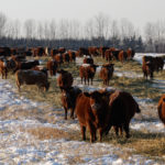 It is a difficult word to define that changes depending on the commodity, but an important one for consumers and international standards. The Canadian AgriFood Sustainability Initiative (CASI) will look to bring those definitions together under one umbrella. | File photo