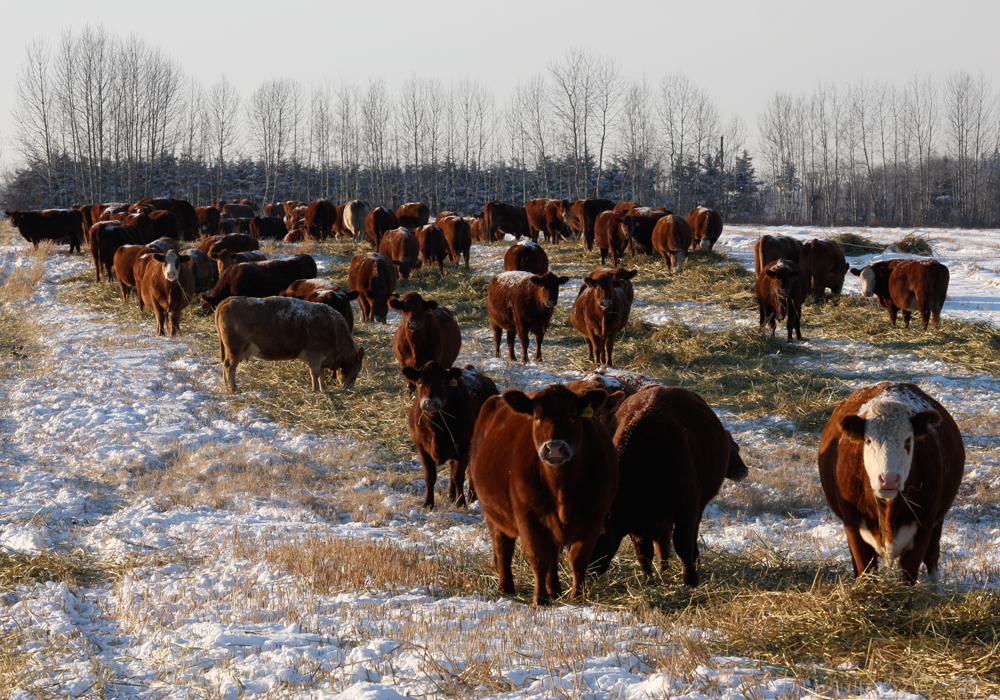 It is a difficult word to define that changes depending on the commodity, but an important one for consumers and international standards. The Canadian AgriFood Sustainability Initiative (CASI) will look to bring those definitions together under one umbrella. | File photo