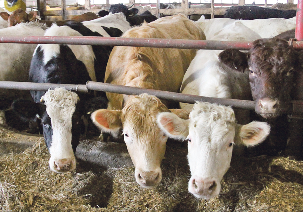 Consumers are eating plenty of beef and other meats but with increasing supplies coming from the U.S., prices are flat. | File photo