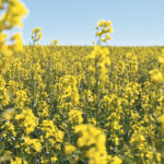 Canola seems to be breaking free of reliance on soyoils complex. | File photo