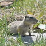 From 1992 to 2001, strychnine wasn’t registered and the Richardson’s ground squirrel population exploded, causing millions of dollars in losses to hay, pasture and cropland. Chemicals used at the time didn’t work, leaving farmers to try to shoot as many gophers as they could. | File photo