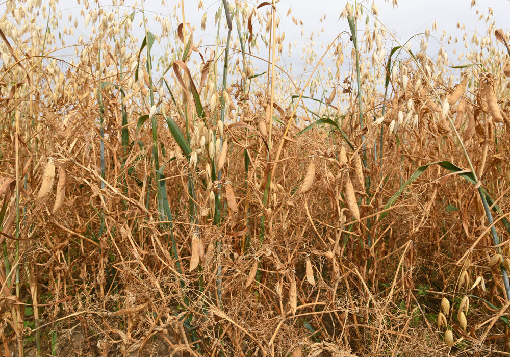 General Mills, Inc. and the South East Research Farm in Redvers are joining forces, with funding from the company, to run trials to see whether peas grown with oats improves oat quality and nutrient density for its products, such as Cheerios and Lucky Charms.  | File photo