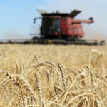 Average CWRS (13.5%) wheat prices were down C$1 to up C$1 per tonne, according to price quotes from a cross-section of delivery points compiled by PDQ (Price and Data Quotes). Average prices ranged from about C$221 per tonne in northeastern Saskatchewan and western Manitoba, to as high as C$239 per tonne in southern Alberta. | File photo