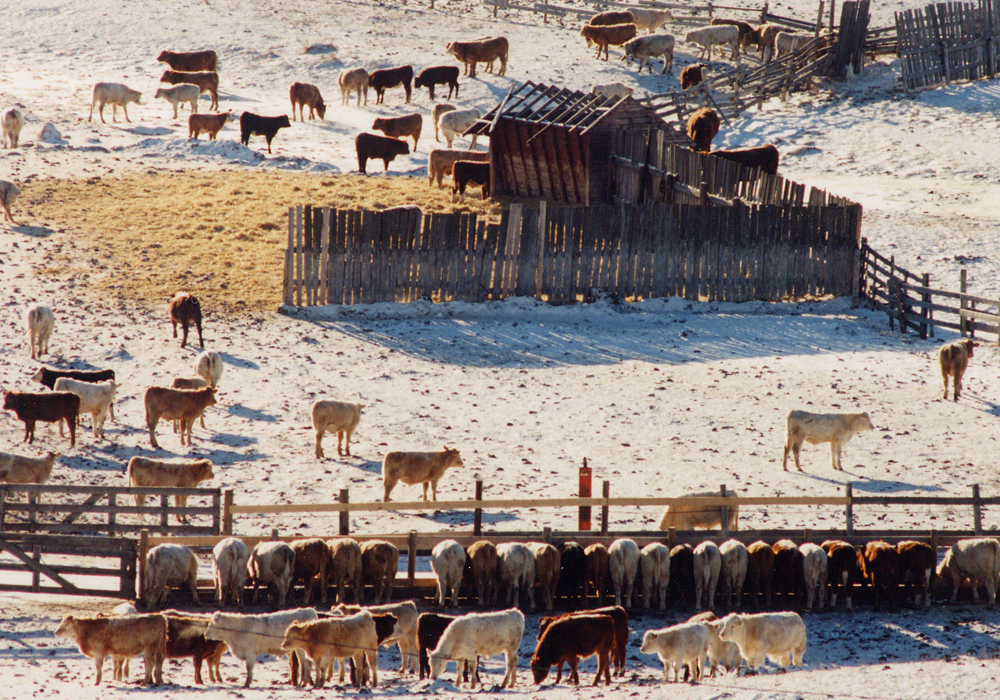 Cattle markets in Canada and the United States are being knocked around with uncertainty due to the threat of COVID-19. | File photo