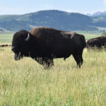 During winter, bison are able to slow their metabolisms to reduce their feed requirements to maintain or lose weight. During winter, with reduced metabolism, an adult bison can lose 10 to 15 percent of its body weight.
| File photo