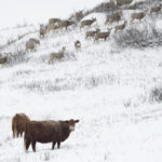 Canadian restaurant chain A&W says it will pay a premium for Canadian grass-fed beef. | Mike Sturk photo