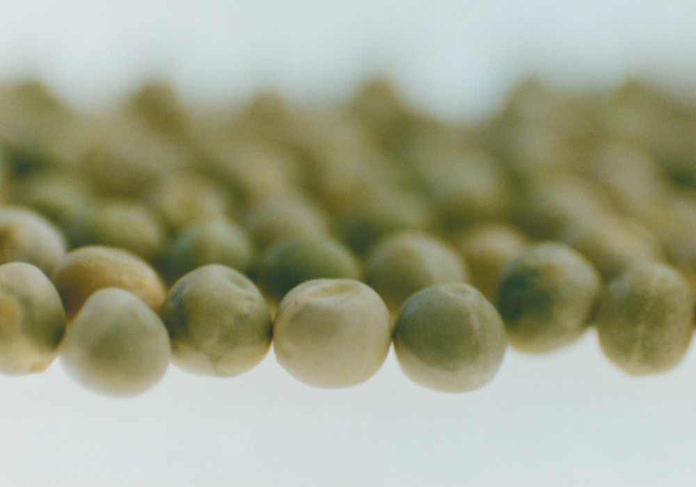 Market diversification for peas is a major target for Pulse Canada | File photo 