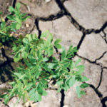 Lentil yields for 2020 crops might be improved through some newer varieties. Producers tend to rely upon the material they have in inventory, sometimes for too long. | Michael Raine photo