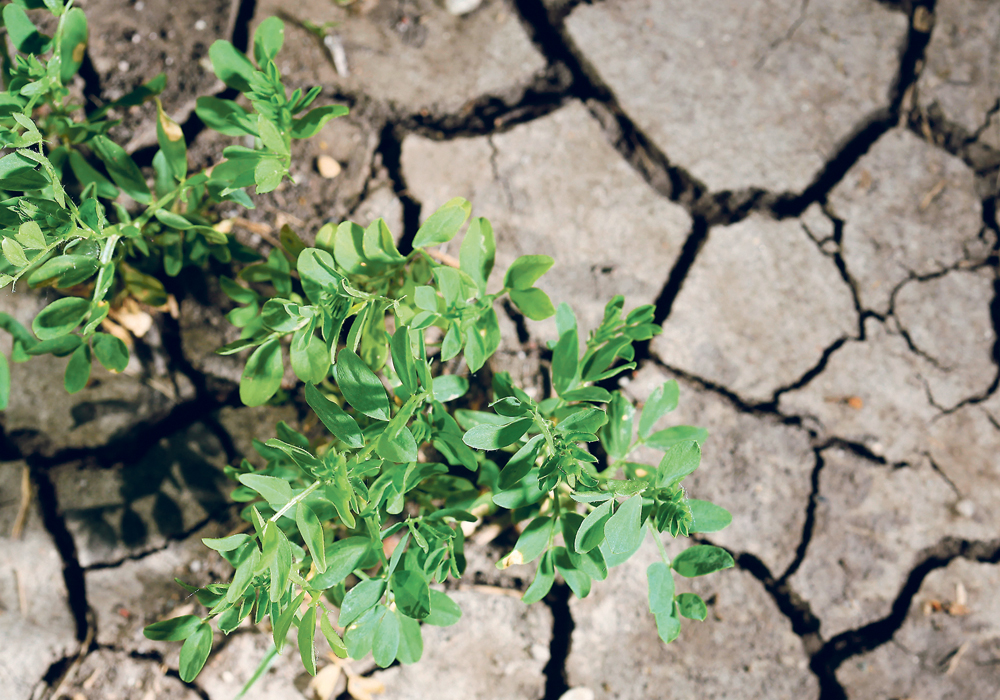 Lentil yields for 2020 crops might be improved through some newer varieties. Producers tend to rely upon the material they have in inventory, sometimes for too long.  |  Michael Raine photo