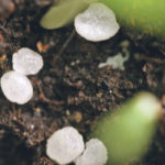 U.S. firm Pivot Bio says its new biological product takes nitrogen from the air, makes ammonia and excretes the ammonia on corn roots, making it more efficient than fertilizer, seen here as prills in barley seedlings. | File photo