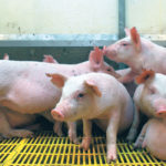 The federal government is preparing to contain and eradicate African swine fever if it spreads to the United States to avoid the type of devastation seen in China, where the disease has reduced the herd by more than 40 percent and pushed pork prices to record highs. | File photo