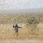 A man attempts to fend-off a swarm of desert locusts at a ranch near Nanyuki in Laikipia county, Kenya, in February. | REUTERS/Baz Ratner