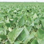 Bayer expects plantings of its genetically modified Xtend soybean seeds to flatline this year for the first time, after three years of strong growth since their launch with an accompanying herbicide. | File photo