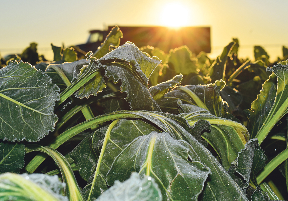 Before snow and hard frost stalled the harvest, Alberta sugar beet growers were anticipating record yields last year.  |  File  photo