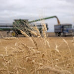 Cash durum bids in Saskatchewan are currently in the C$7.50 to C$8.00 per bushel range, according to Prairie Ag Hotwire data. That compares with bids at the beginning of the month that topped out at C$7.65 per bushel. | File photo