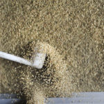 A lack of willing sellers is keeping pulse bids underpinned in Western Canada, according to broker Dale McManus, of Johnston's Grain in Welwyn, Sask. | File photo