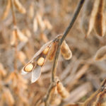 China, the world's top importer of the oilseed, brought in 6.101 million tonnes of U.S. soybeans in January and February, up from 1.044 million tonnes in the same months in 2019, when shipments were still largely curbed because of the Sino-U.S. trade war. | REUTERS/Bryan Woolston photo
