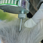 Implants are applied to the ear because that part of the animal is not part of the food system. | File photo