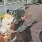 Veterinarian Roy Lewis uses his stethescope to listen to the upper airways of a Hereford animal in this photo from Farmfair. | File photo