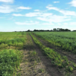 A 2014 pea crop near North Battleford shows how rotation can effect disease outcomes.The only difference in management between these two pea fields, on each side of the trail, in the previous 15 years, was in that in 2010 the left side had peas while right other side had canola.
That decision cost the field on the left more than 10 bushels per acre, showing how effective longer rotations can be when dealing with root rot. | Sherrilyn Phelps photo