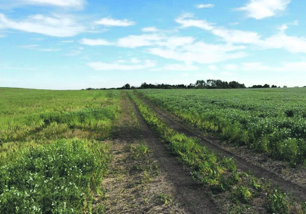 A 2014 pea crop near North Battleford shows how rotation can effect disease outcomes.The only difference in management between these two pea fields, on each side of the trail, in the previous 15 years, was in that in 2010 the left side had peas while right other side had canola.
That decision cost the field on the left more than 10 bushels per acre, showing how effective longer rotations can be when dealing with root rot.  |  Sherrilyn Phelps photo