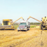 Manitoba farmer John Nikkel says farming with older equipment for the past 40 years hasn’t been a matter of choice. It’s been a matter of economic necessity. For combines, he runs a pair of TR98s from 1998. | John Nikkel photo