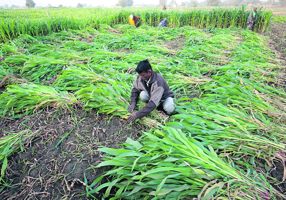 A farm worker harvests maize crop in a field on the outskirts of Ahmedabad, India, February 1, 2019. REUTERS/Amit Dave photo