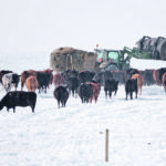 Ian Mason feeds about 400 of his cattle west of Cayley, Alta. | Mike Sturk photo