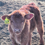 Research shows curious calves retain that trait. | Barb Glen photo