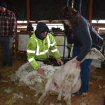 Harvey Dekok of Picture Butte, Alta., assists Kathy Mitsch of Calgary with the shearing of a sheep. The two participated in a shearing course given by professional shearer Shaun Fajnor March 6-7 and J and M Farms near Lethbridge. | Barb Glen photo
