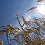 In Canada, the primary wheat used to make flour is CWRS, so the increase in flour production means that CWRS use will follow suit. | File photo