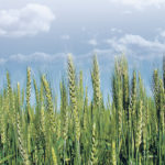 The USDA called for wheat acres to slip one per cent in 2020 to 44.66 million, for the lowest amount since 1919. Of that, 12.59 million acres are projected to be spring wheat, which is pretty much on par with what the markets expected. | File photo