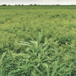 The prevalence of herbicide-resistant kochia underlines the importance of rotating different
modes of action. -FILE PHOTO