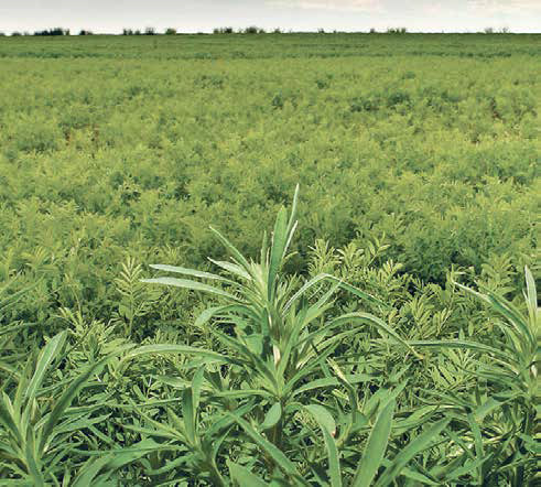 The prevalence of herbicide-resistant kochia underlines the importance of rotating different
modes of action. -FILE PHOTO