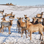 Golden Willow Ranch markets elk meat, breeding stock, semen, safari bulls, hard antler dog chews, elk velvet antler and its Super Dog Treats. | Maria Johnson photo