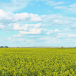 This Nuseed Omega-3 canola was grown in Montana under contract in 2019. The new crop opens up new market opportunties for the crop and the company. | Nuseed photo