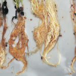 An old discovery might lead to a new solution. Left to right, pea roots infected with fusarium avenaceum, fusarium solani, a healthy plant and a aphanomyces euteiches infection. | Michael Raine photo